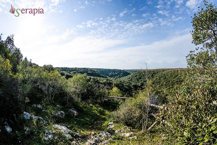 L Incantevole Bosco Delle Pianelle Martina Franca Ta 365giorninelsalento It